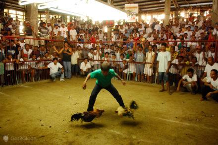 arbitro de combate, luta de galos, filipinas
