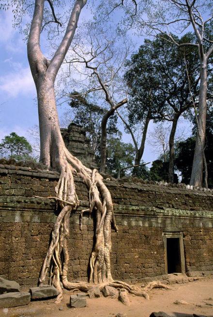 Camboja, Angkor, Ta Phrom