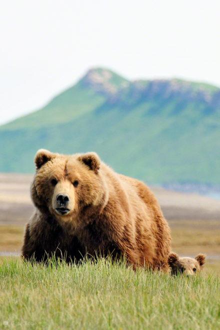 femea e cria, passos grizzly, parque nacional katmai, alasca