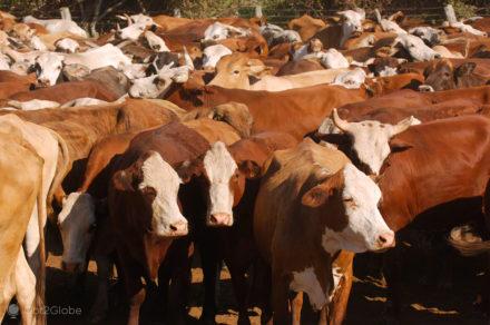 manada, febre aftosa, carne fraca, colonia pellegrini, argentina