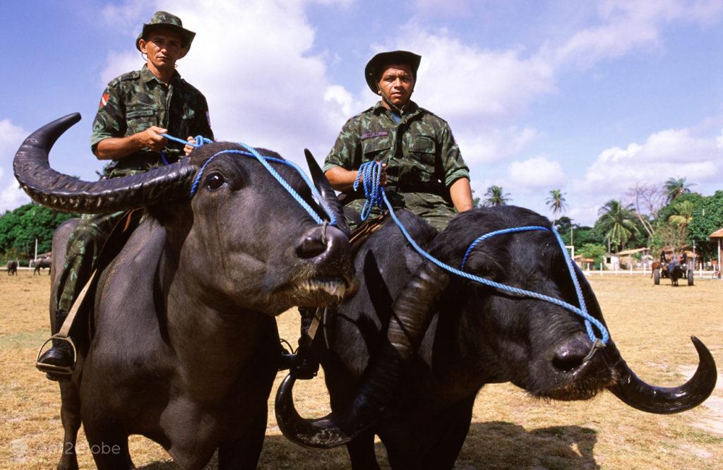 Buffalo Brasil