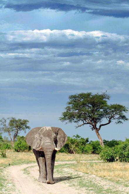 savuti, botswana, leões comedores de elefantes
