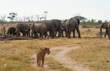 Leão, elefantes, PN Hwange, Zimbabwe