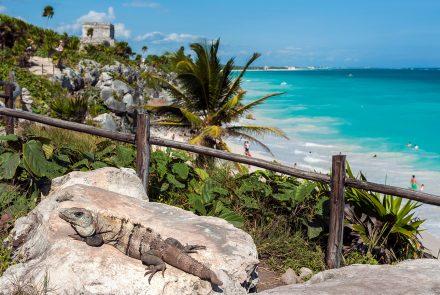 Iguana em Tulum, Quintana Roo, México