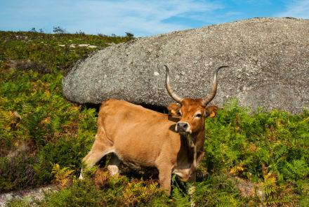 Vaca cachena em Valdreu, Terras de Bouro, Portugal