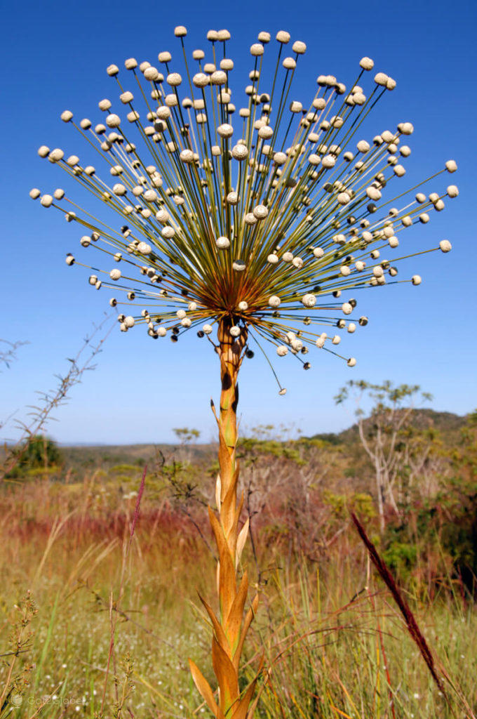 Chuveirinho do cerrado alrededor de Pirenópolis, Goiás, Brasil