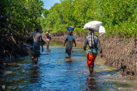 Mangal entre Ibo e ilha Quirimba-Moçambique