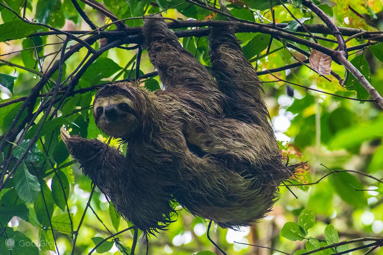 Preguiça, Parque Nacional Manuel António, Costa Rica