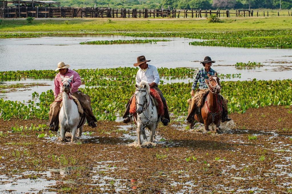 Manada de Cavalos Pantaneiros em uma Fazenda do Pantanal 