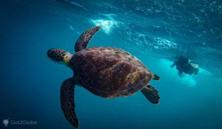 Aruba, Niederländische Antillen, ABC, Schildkröte