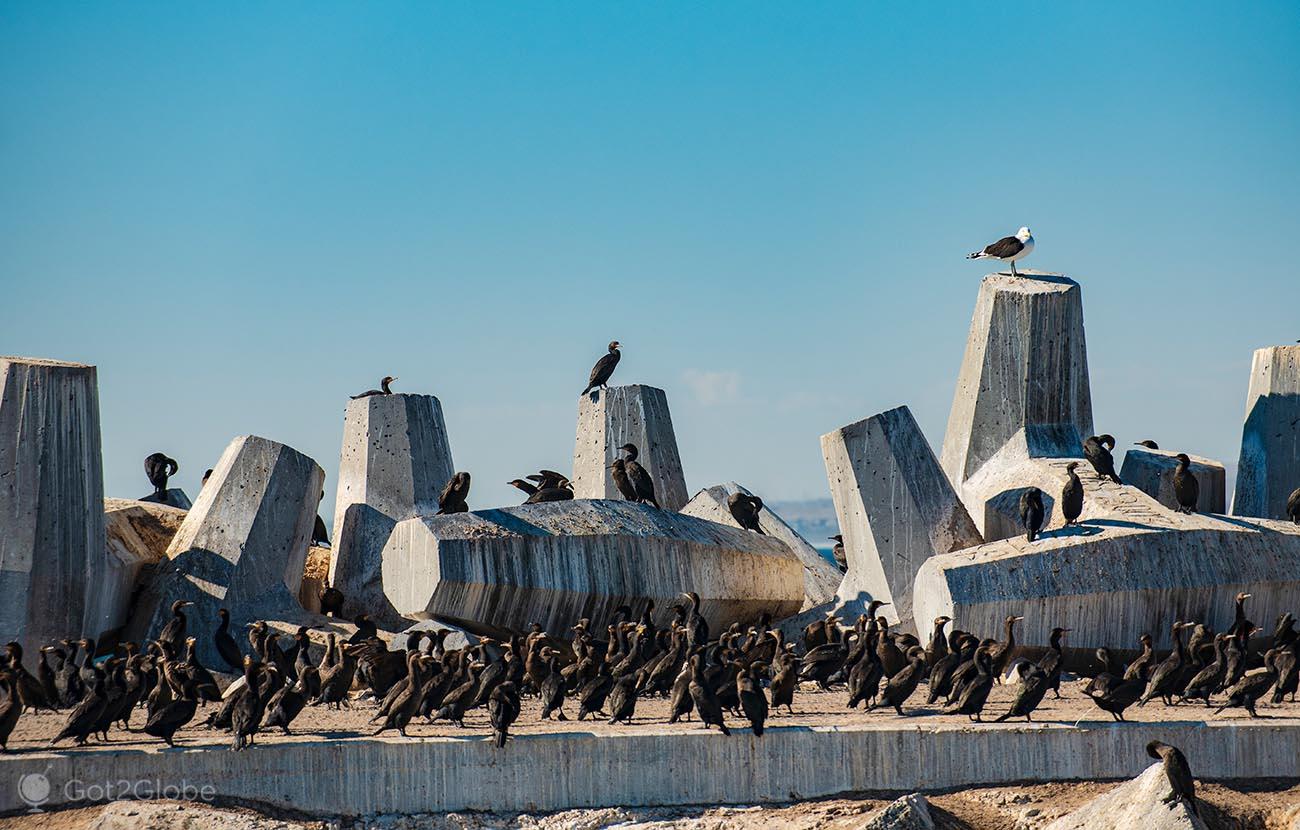 Robben Island: The Island off Apartheid | SOUTH AFRICA Robben Island: The Island off Apartheid | SOUTH AFRICA