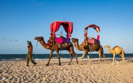 Djerba Island of Tunisia, Amazigh and its camels