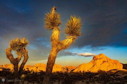 Joshua Tree Parque Nacional, Califórnia, Estados Unidos,