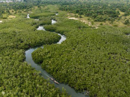 Orangozinho, Canecapane River, Orango Nationalpark, Bijagós, Guinea-Bissau