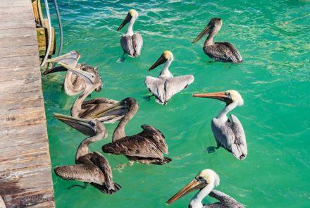 Bando de Pelicanos-Pardo de olho em alimento