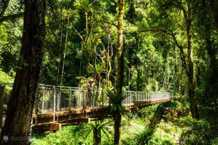 Dorrigo NP, Australien: Hängebrücke Waterfall Way