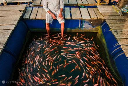 Madu River: dono de um Fish SPA, com os pés dentro do viveiro de peixes-doutores