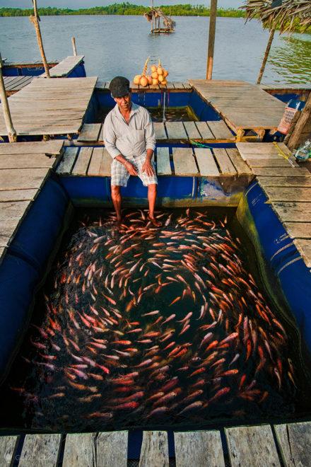 Madu River: dono de um Fish SPA, com os pés dentro do viveiro de peixes-doutores