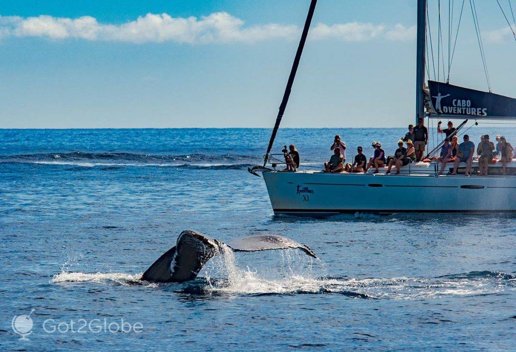 Baleia revela a cauda a passageiros de um veleiro durante uma submersão.