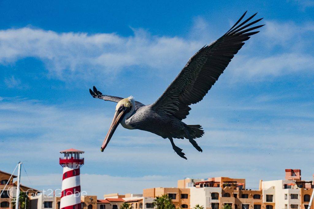 Pelicano sobrevoa a marina de Cabo San Lucas