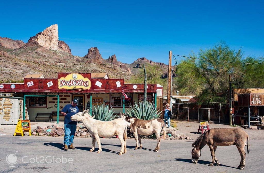 Alguns dos muitos burros que se multiplicaram em Oatman, depois da povoação ter sido abandonada.