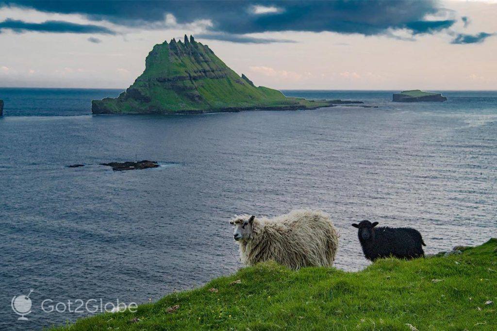 Ovelhas no cimo do fiorde Sorvags, com o ilhéu Tindhólmur em fundo