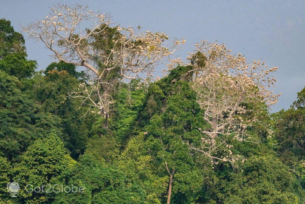 Kapok tree high above the bank of the Sangha River