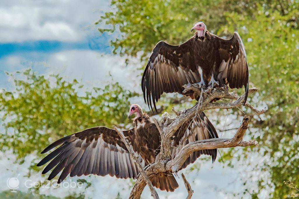 Abutres em modo de ventilação, a usar a brisa suave acima da savana