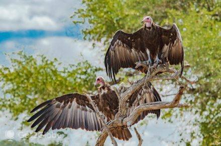 Abutres em modo de ventilação, a usar a brisa suave acima da savana