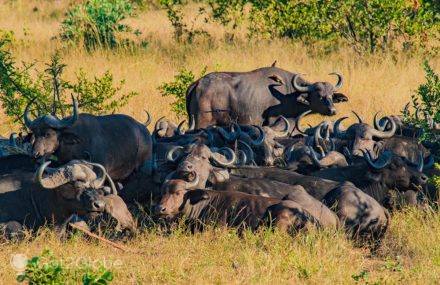 Manada de búfalos concentrada no lowveld do PN Kruger.