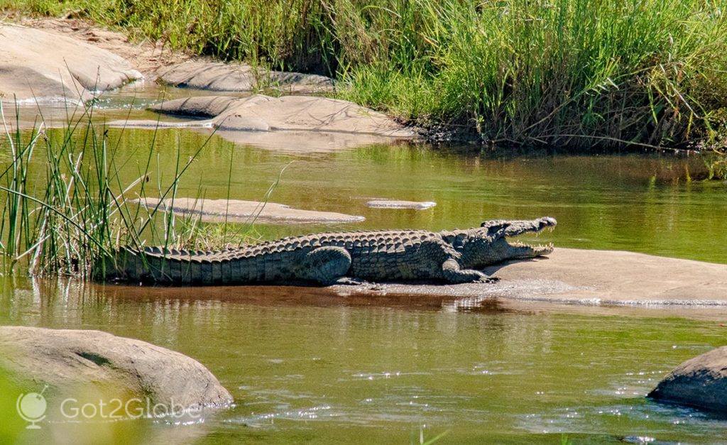 Crocodilo tenta combater o calor tropical do PN Kruger.