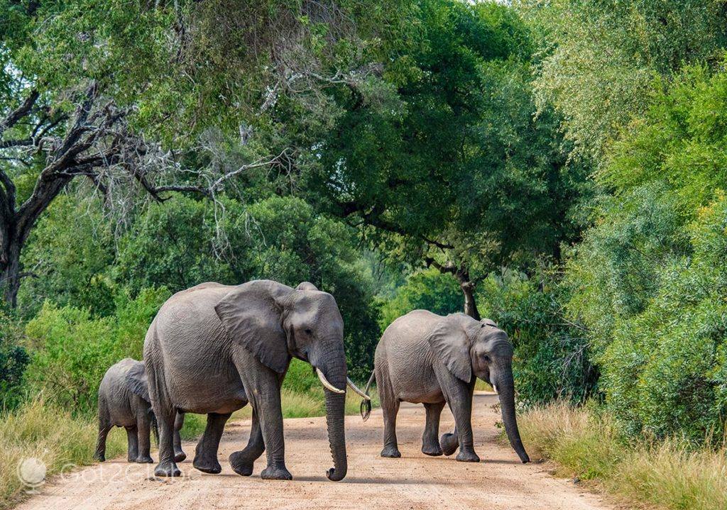 Manada de elefantes cruza uma estrada de terra do PN Kruger