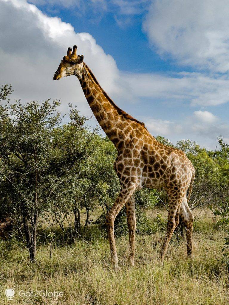 Girafa acima da savana densa do PN Kruger