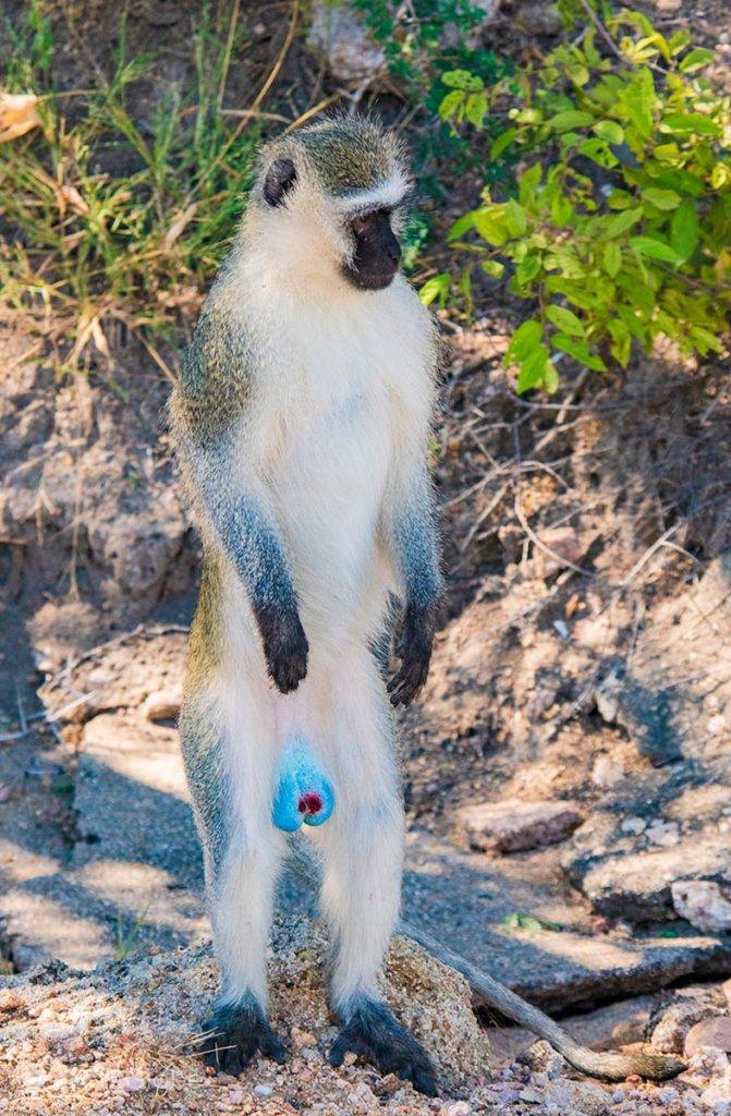 Macaco-vervet, examina a paisagem