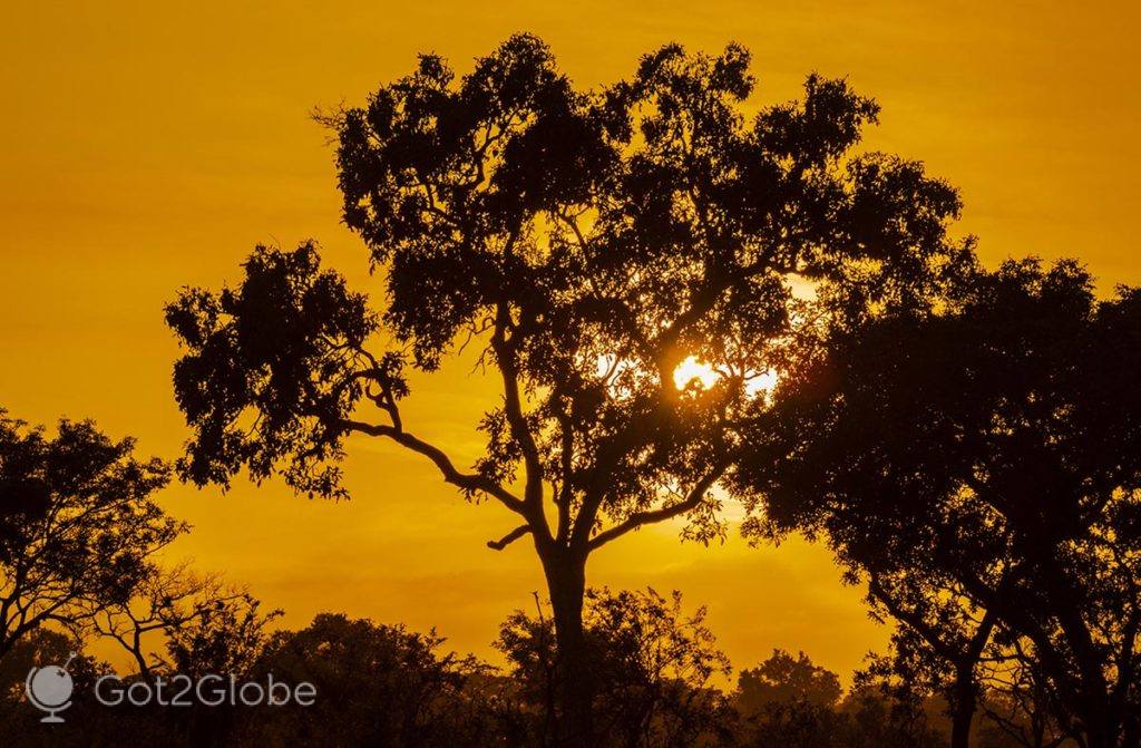 Sol prestes a pôr-se, visto atrás de uma árvore do PN Kruger.