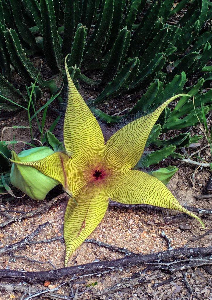 Uma orquídea Stapelia Gigantea