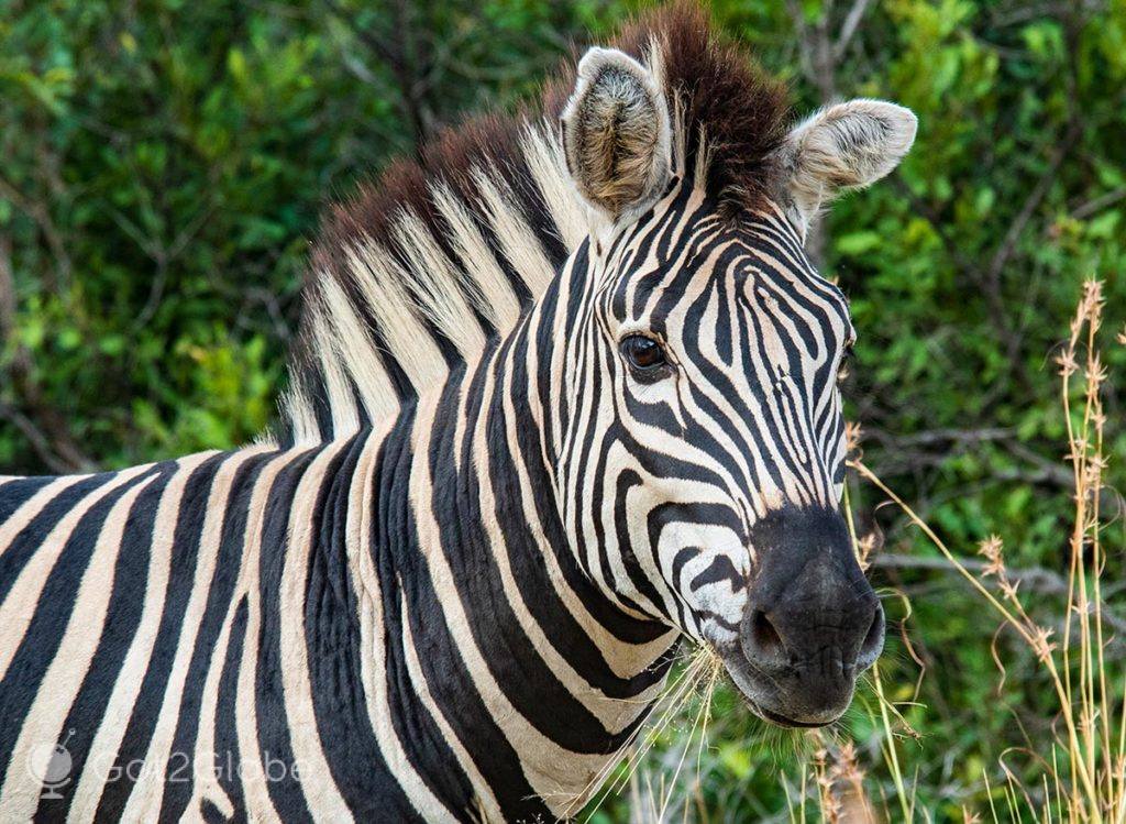 Uma das muitas zebras do PN Kruger