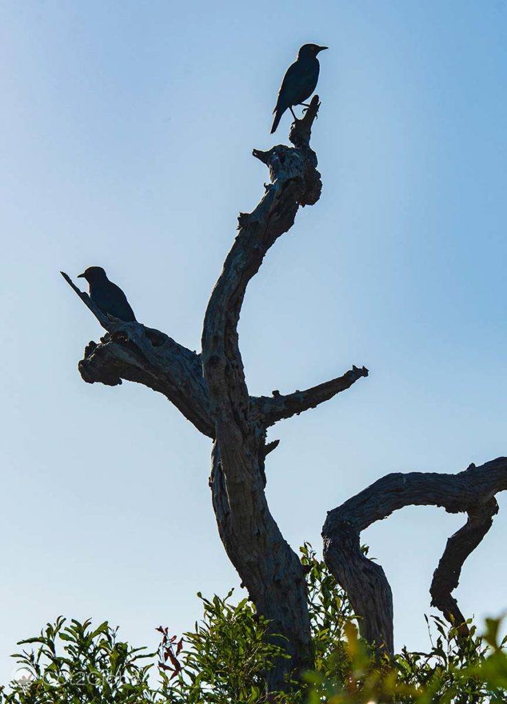 Ave de vigia, no âmago da Reserva de Mkhaya