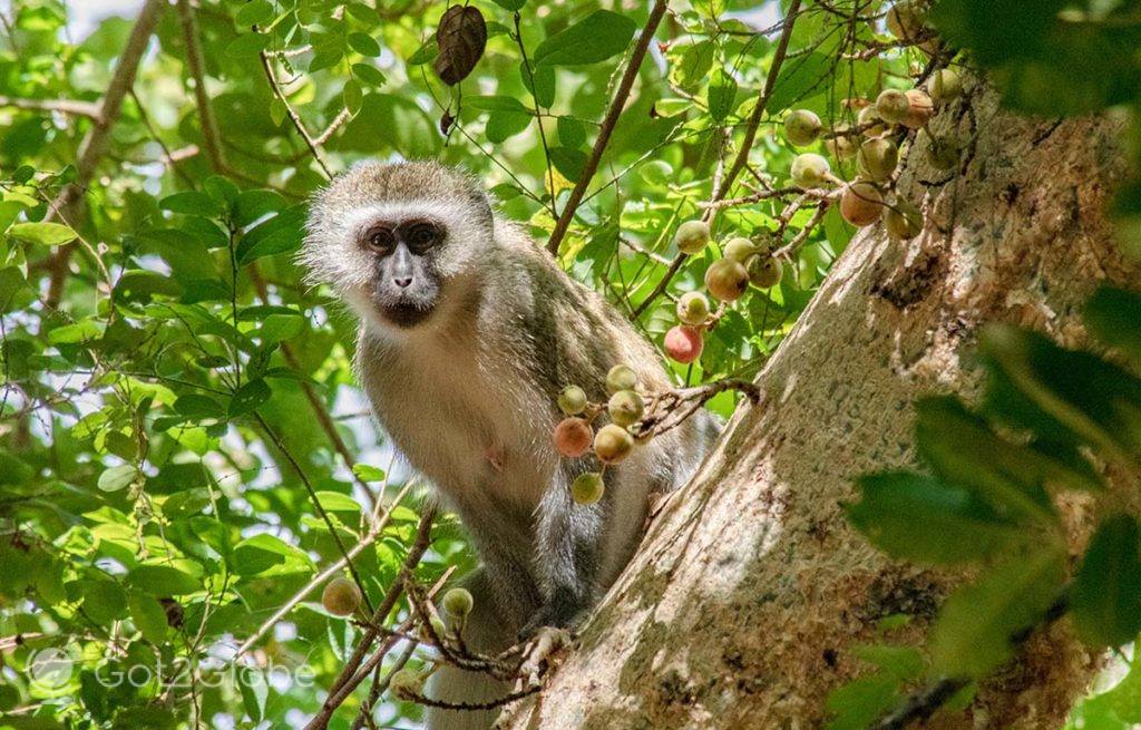 Macaco espreita de uma árvore em redor de Stone Camp