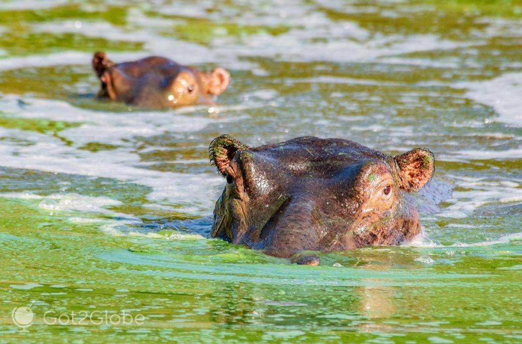 Hipopótamos num lago repleto de limos da Reserva de Mkhaya