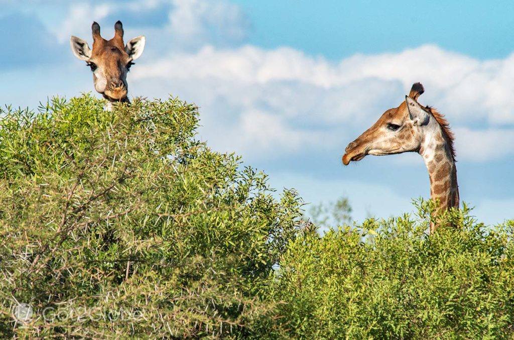 Girafas acima do plano das árvores.