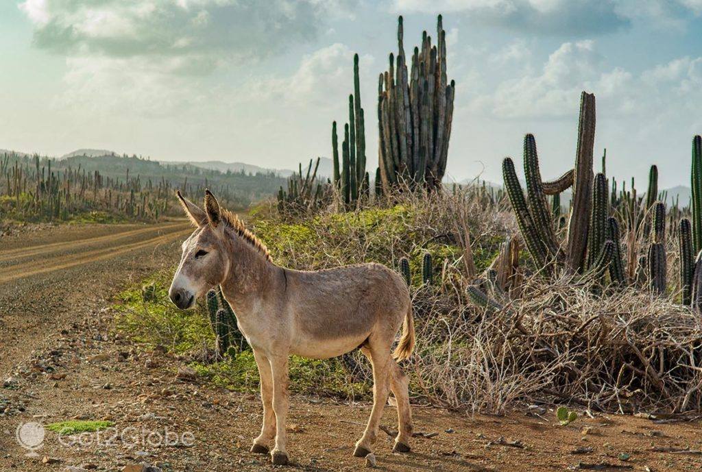 Burro deambula na paisagem do leste do PN Washington Slagbaai