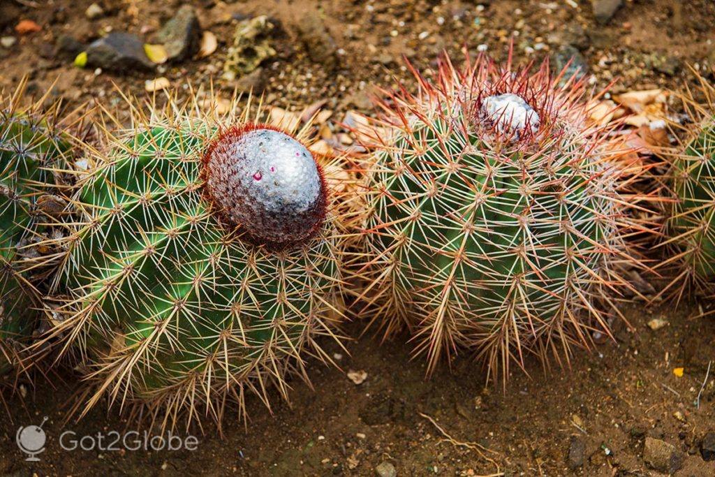 Duo de melocactus, um de vários tipos de cactos de Bonaire