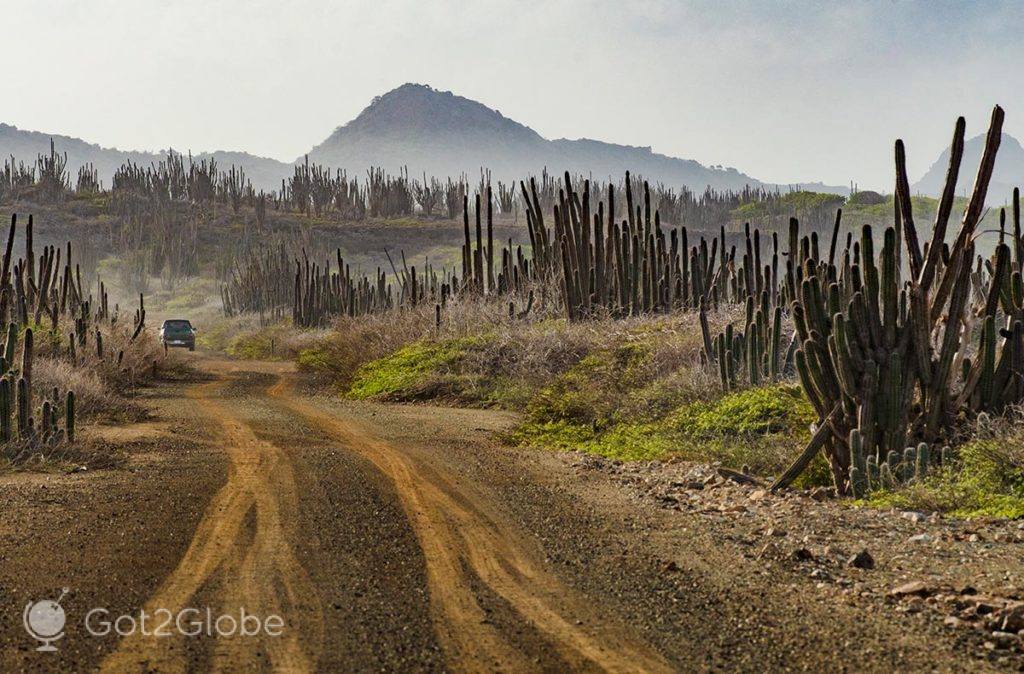 Jipe percorre uma estrada ladeada de cactos-de-punhal do PN Washinton Slagbaai