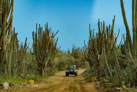 Jeep drives along a road lined with dagger cacti