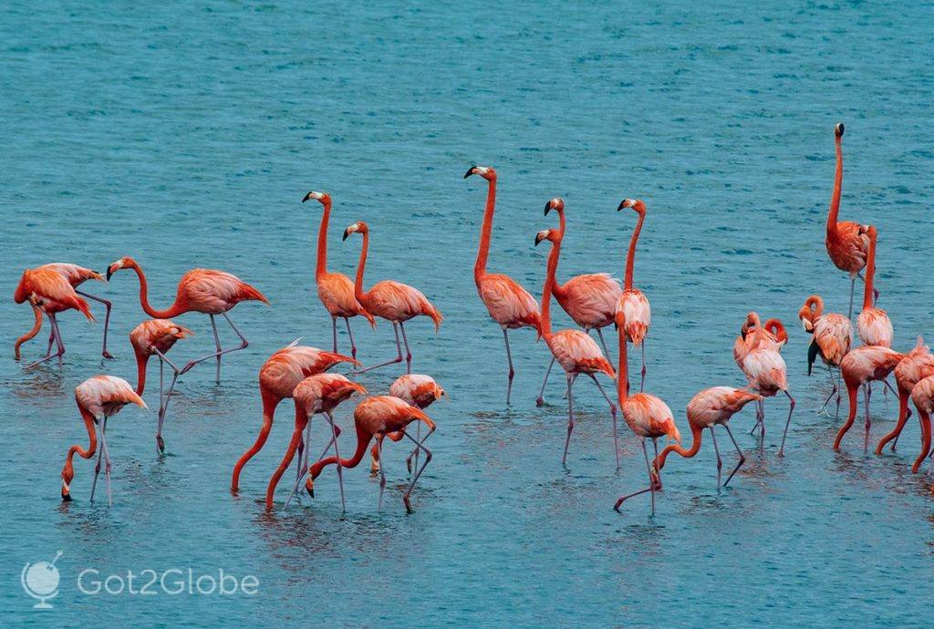 Bando de flamingos no lago Goto