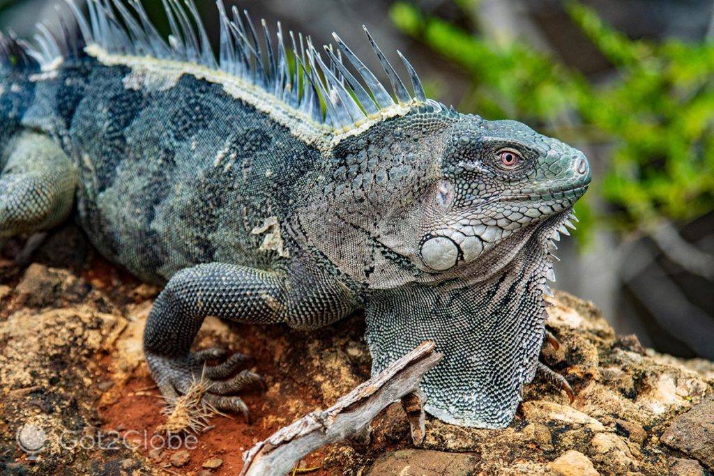 Uma das inúmeras iguanas do PN Washington Slagbaai