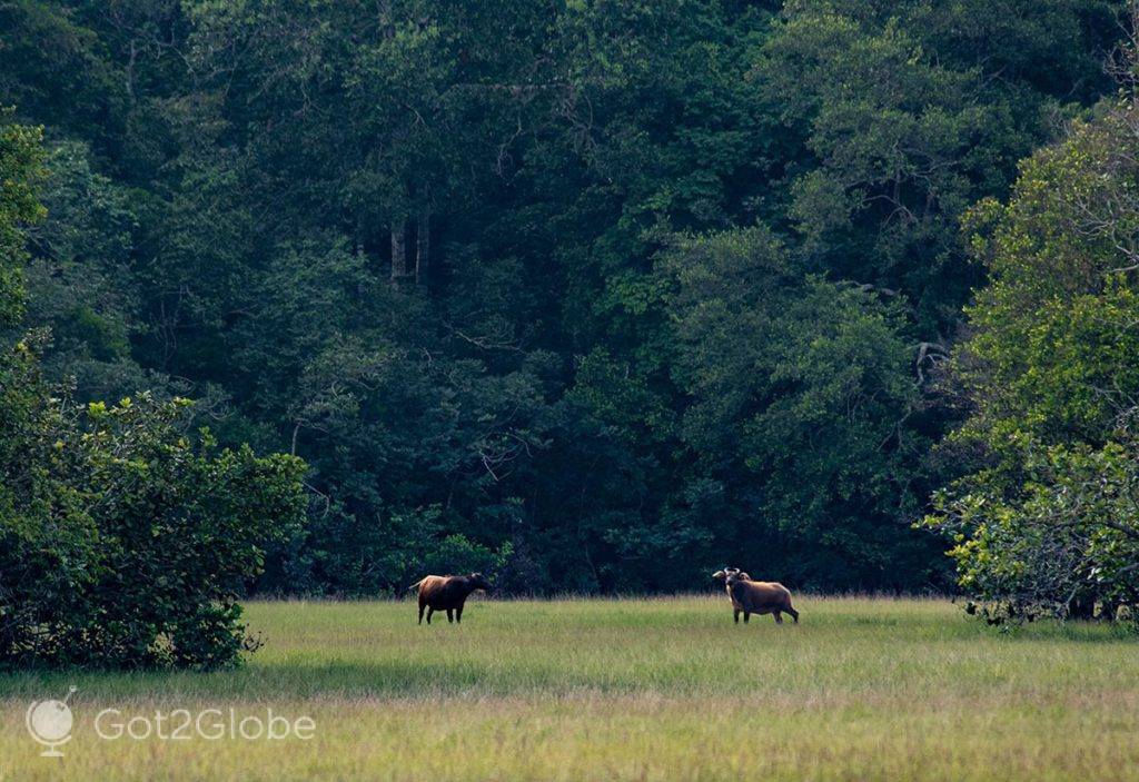 Búfalos de vigia na orla de uma bolsa de floresta equatorial