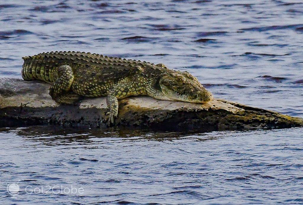 Crocodilo do Nilo recarrega sobre um tronco, num lagoa de água salobra