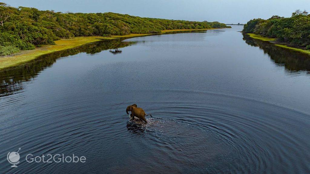 Elefante cruza a lagoa de Luri (vista aérea)